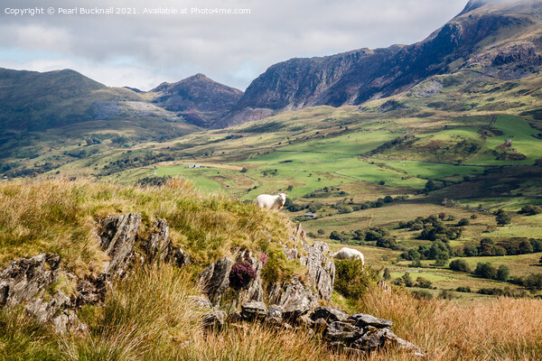 Cwm Pennant Valley in Snowdonia Picture Board by Pearl Bucknall