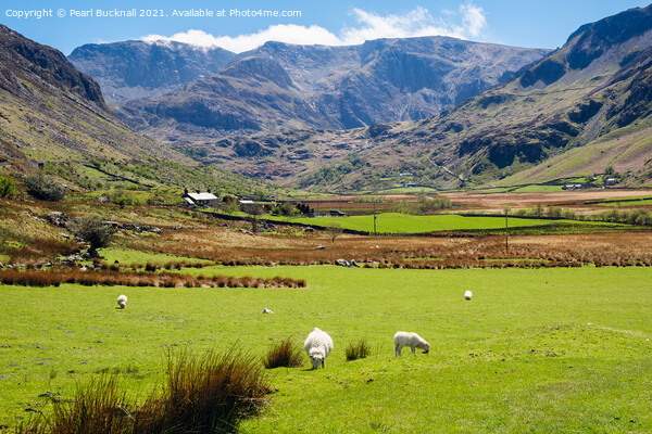 Nant Ffrancon Valley View to Glyders in Snowdonia Picture Board by Pearl Bucknall