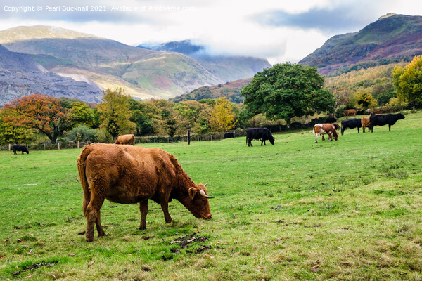 Cattle Grazing in Snowdonia Countryside Picture Board by Pearl Bucknall