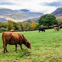 Buy canvas prints of Cattle Grazing in Snowdonia Countryside by Pearl Bucknall