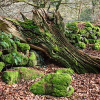 Buy canvas prints of Mossy Woodland by Pearl Bucknall