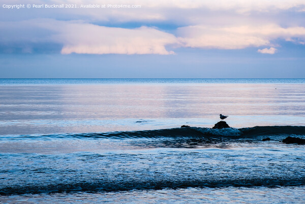 A Gull on a Rock on Welsh Coast Picture Board by Pearl Bucknall
