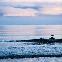 Buy canvas prints of A Gull on a Rock on Welsh Coast by Pearl Bucknall