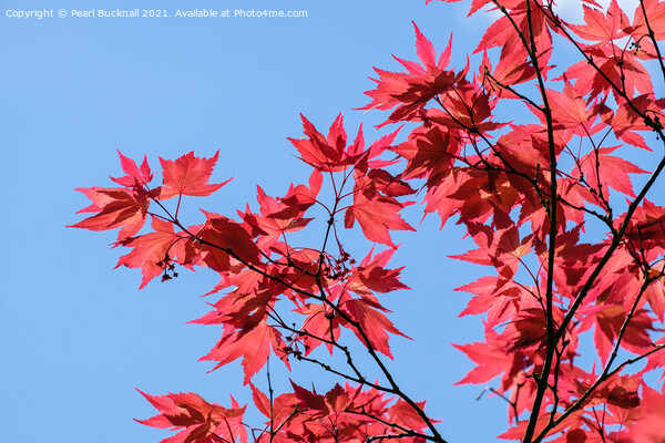 Red Acer Leaves and Blue Sky Picture Board by Pearl Bucknall