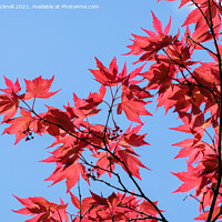Buy canvas prints of Red Acer Leaves and Blue Sky by Pearl Bucknall