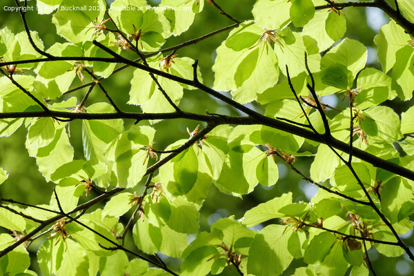 Green Foliage Leaves Against Sky Picture Board by Pearl Bucknall