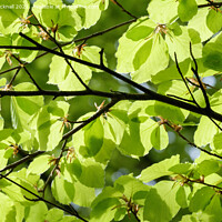 Buy canvas prints of Green Foliage Leaves Against Sky by Pearl Bucknall