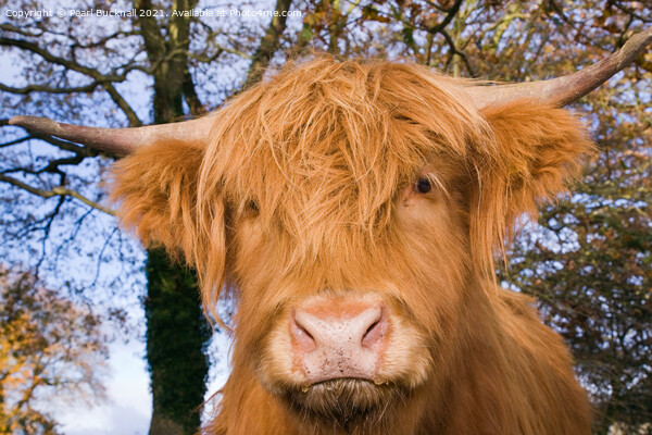 Highland Cattle Cow Facing Picture Board by Pearl Bucknall