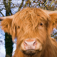 Buy canvas prints of Highland Cattle Cow Facing by Pearl Bucknall