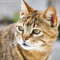 Buy canvas prints of Ginger Tabby Cat by Pearl Bucknall