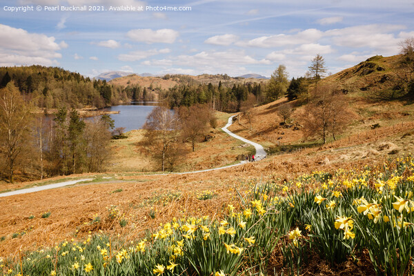 Daffodils in Spring at Tarn Hows Picture Board by Pearl Bucknall