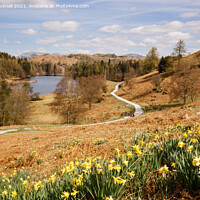 Buy canvas prints of Daffodils in Spring at Tarn Hows by Pearl Bucknall