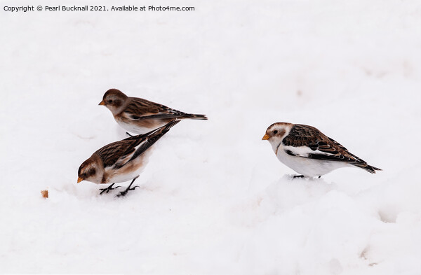 Three Snow Buntings Birds Picture Board by Pearl Bucknall