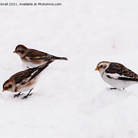Buy canvas prints of Three Snow Buntings Birds by Pearl Bucknall
