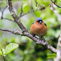 Buy canvas prints of British Birds Chaffinch in a Hedgerow by Pearl Bucknall