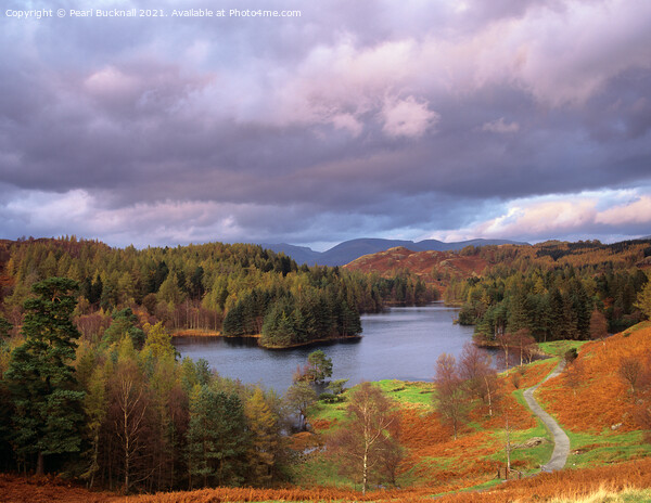 Lake District Tarn Hows in Autumn Picture Board by Pearl Bucknall