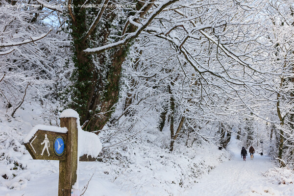 A Walk in Winter Woodland Snow Picture Board by Pearl Bucknall