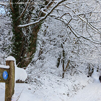 Buy canvas prints of A Walk in Winter Woodland Snow by Pearl Bucknall