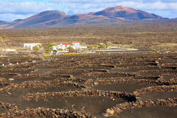 Vineyards of Lanzarote in Volcanic Landscape Picture Board by Pearl Bucknall