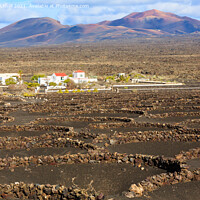 Buy canvas prints of Vineyards of Lanzarote in Volcanic Landscape by Pearl Bucknall