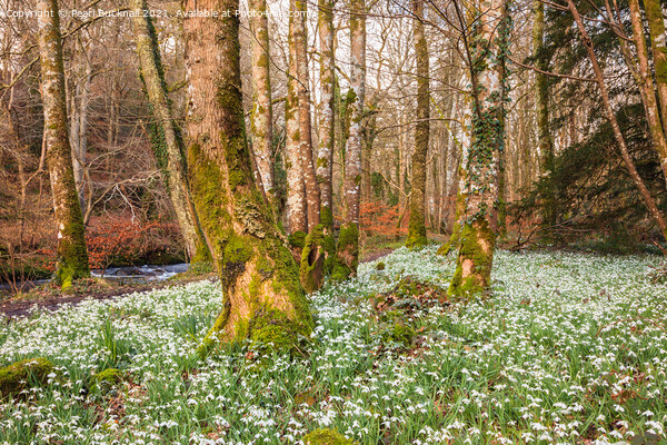 Wild Snowdrops in a Woodland Picture Board by Pearl Bucknall