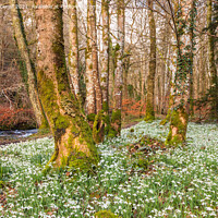 Buy canvas prints of Wild Snowdrops in a Woodland by Pearl Bucknall