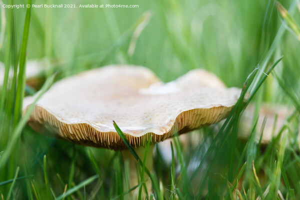 Meadow Waxcap Fungus in Grass Picture Board by Pearl Bucknall