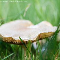 Buy canvas prints of Meadow Waxcap Fungus in Grass by Pearl Bucknall
