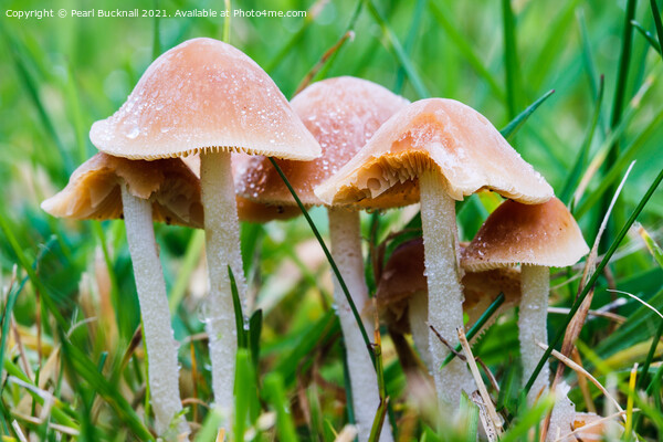 Fungi in Grass Picture Board by Pearl Bucknall