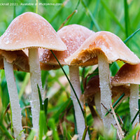 Buy canvas prints of Fungi in Grass by Pearl Bucknall