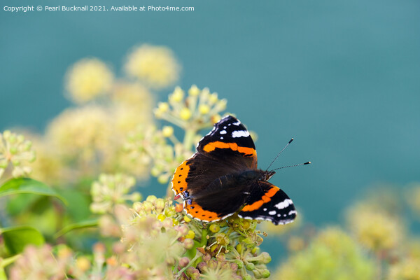 Red Admiral Butterfly on Ivy Picture Board by Pearl Bucknall