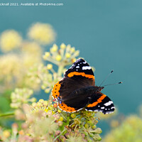 Buy canvas prints of Red Admiral Butterfly on Ivy by Pearl Bucknall