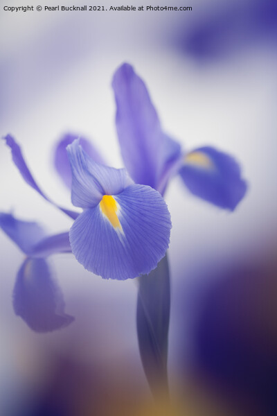 Blue Purple Iris Flower Picture Board by Pearl Bucknall
