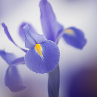 Buy canvas prints of Blue Purple Iris Flower by Pearl Bucknall