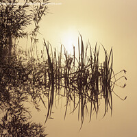 Buy canvas prints of Waters Edge at Sunrise Tranquillity by Pearl Bucknall