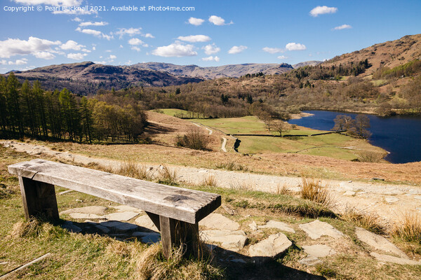 Overlooking Rydal Water in Lake District Picture Board by Pearl Bucknall