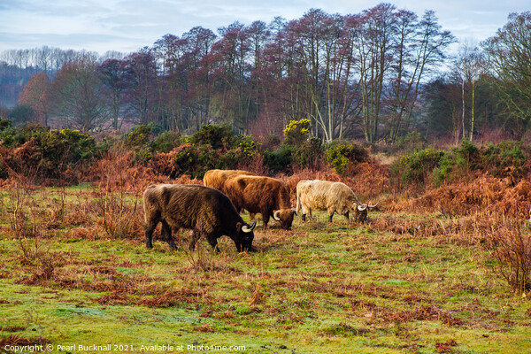 Cattle Grazing in Hothfield Heathlands Ashford Ken Picture Board by Pearl Bucknall
