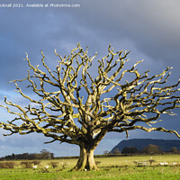 Buy canvas prints of One Tree by Pearl Bucknall
