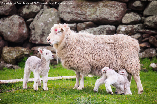 Sheep Farming Ewe with Twin Lambs Shetland Picture Board by Pearl Bucknall