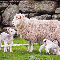 Buy canvas prints of Sheep Farming Ewe with Twin Lambs Shetland by Pearl Bucknall