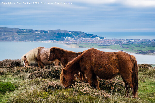 Welsh Mountain Ponies on North Wales Coast Picture Board by Pearl Bucknall