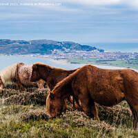Buy canvas prints of Welsh Mountain Ponies on North Wales Coast by Pearl Bucknall