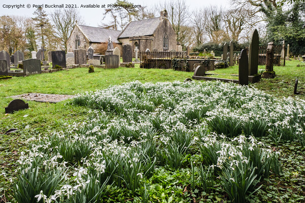 Wild Snowdrops in a Churchyard Picture Board by Pearl Bucknall