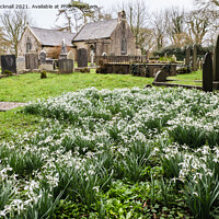 Buy canvas prints of Wild Snowdrops in a Churchyard by Pearl Bucknall