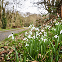 Buy canvas prints of Country Lane with Wild Snowdrops by Pearl Bucknall
