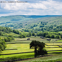 Buy canvas prints of Barns and Walls in Upper Swaledale Yorkshire Dales by Pearl Bucknall