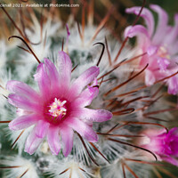 Buy canvas prints of Pretty Flowering Cactus by Pearl Bucknall
