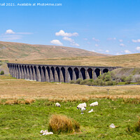 Buy canvas prints of Sheep by Ribblehead Viaduct Yorkshire Dales by Pearl Bucknall