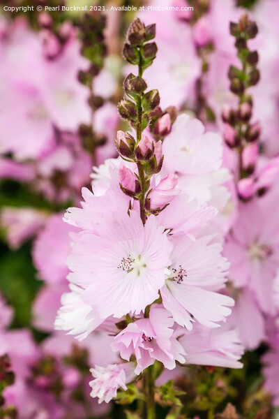Pink Prairie Mallow Flowers Picture Board by Pearl Bucknall