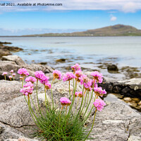 Buy canvas prints of Sea Pink Thrift Flowers South Uist Outer Hebrides by Pearl Bucknall
